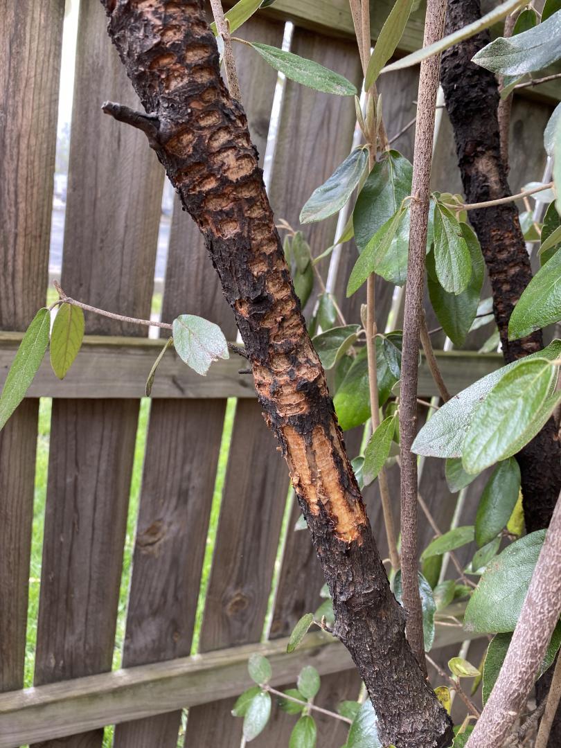 Squirrels are capable of causing severe damage to viburnum stems by chewing and removing the outer layer of bark. Reoccurring and consistent injury to the bark will interrupt the plant's ability to transport moisture and nutrients.